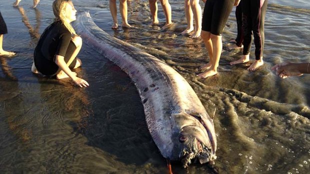 An oarfish that washed up on the beach near Oceanside, California.