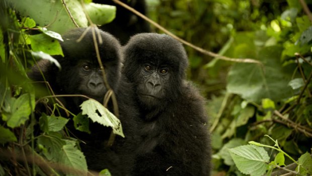 Young eastern mountain gorillas in Virunga National Park.