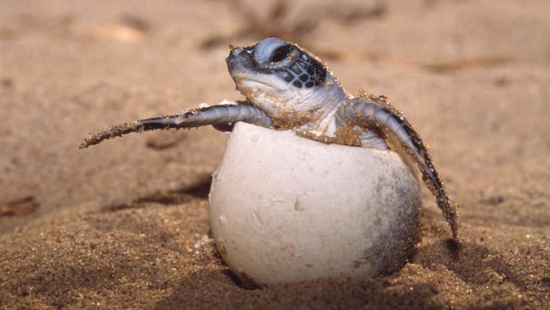 A leatherback turtle hatches.