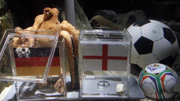 A two year-old octopus "Paul", the so-called "octopus oracle" predicts Germany's victory in their World Cup last 16 clash against England.