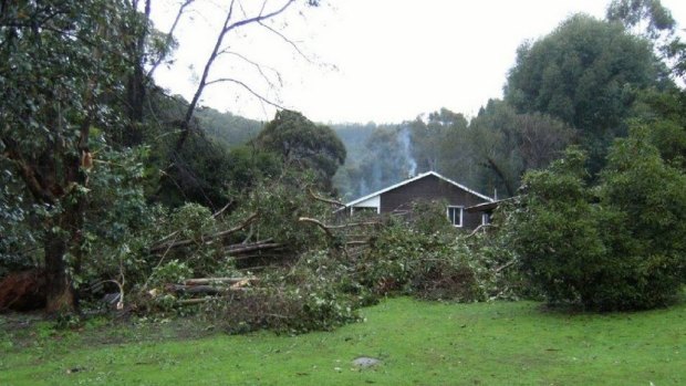Trees have fallen at the Lewana Cottages, shaking up guests.