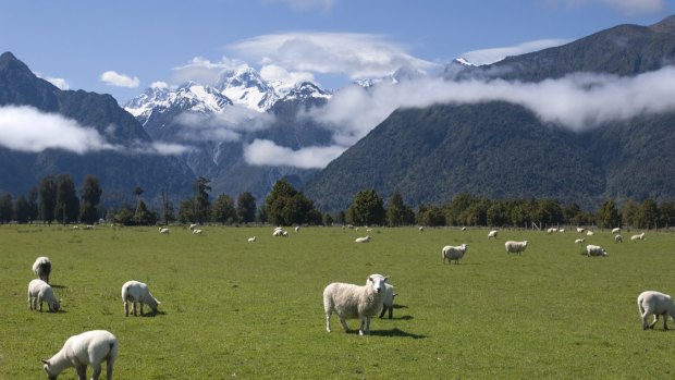 Serene scene: Grazing sheep with snow capped Mount Cook in background. 
New Zealand has got the lot.
