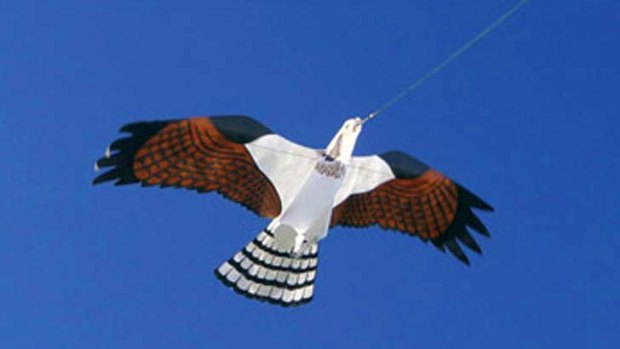 The very Hawk-like kites of Bird Gard Australia.