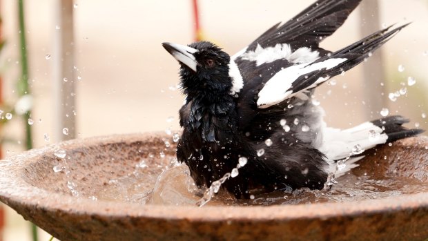 The magpie is Canberra's most frequently seen native bird species.