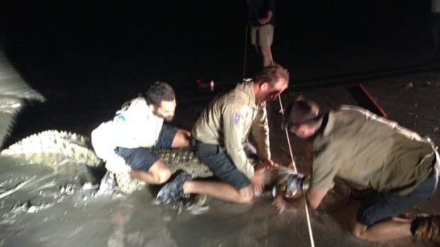 Department of Parks and Wildlife officers take down one of the crocodiles said to be showing aggressive behaviour on Cable Beach