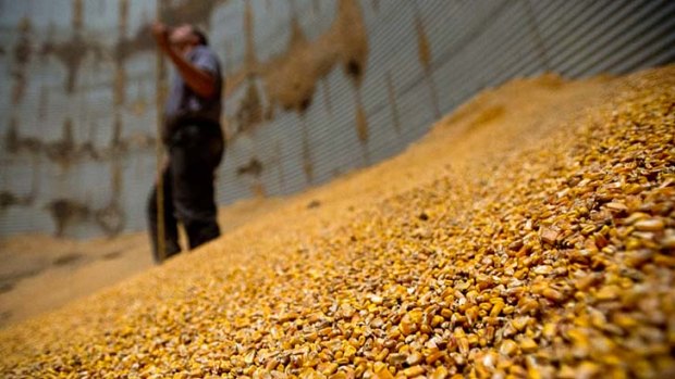 The World Bank has jumped in on concerns over rising grain prices.