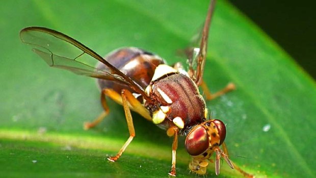 Although only 8mm in length the Queensland fruit fly is one of Australia's most economically damaging pests.