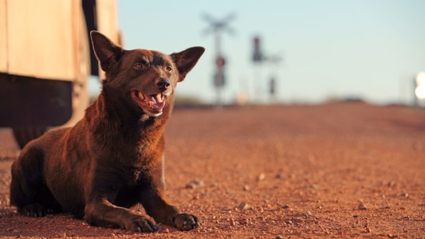 Hard act to follow: Koko the kelpie went from failed show dog to national celebrity and is arguably even more famous than the dog on the tucker box.