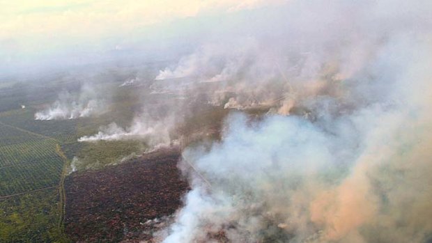 Under investigation ... burning in the Tripa peat forests in Aceh, northern Sumatra, to make way for palm oil plantations is endangering orang-utans.