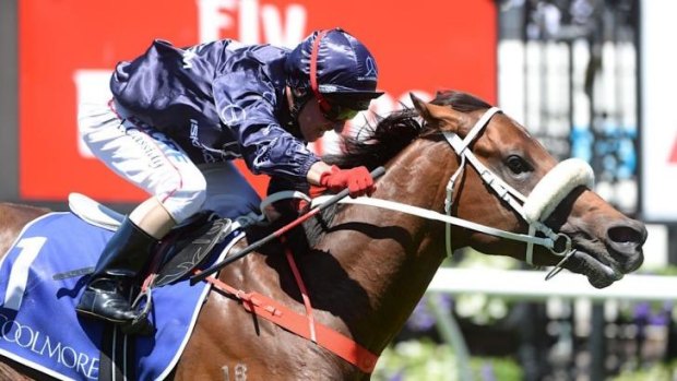 In doubt: Zoustar might not run in the TJ Smith if the rain doesn't lift.
