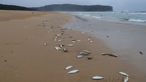 Unusual: Hundreds of bait fish lie stranded on a beach at South Durras.