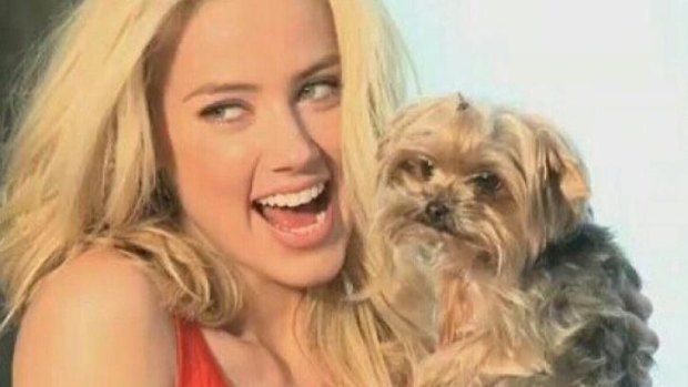 Amber Heard is unlikely to appear in court over the illegal importation of her dogs.