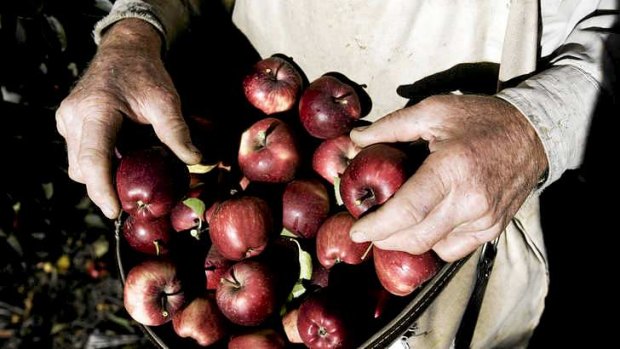 Apple picking in Tasmania's Tamar Valley .