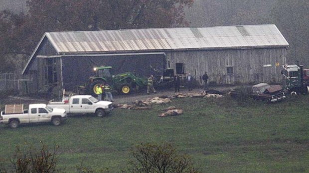 Let loose ... police investigate at the farm.