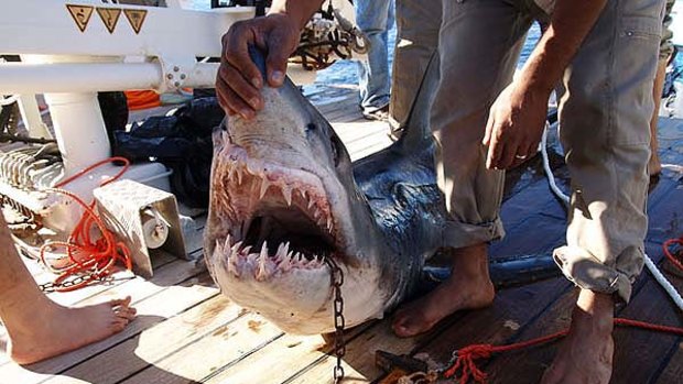 Too soon ... Egypt said it had captured the rogue sharks.