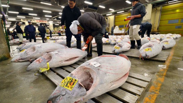 Wholesalers check frozen bluefin tuna before an auction at the world's largest fish market at Tsukiji in Tokyo.