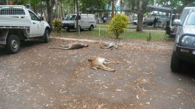 Someone is dumping dead pig, roo and deer carcasses around town in Charters Towers.