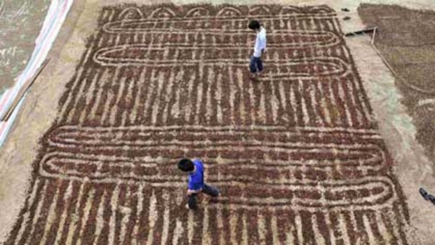 Disabled workers use their feet to spread freshly harvested coffee beans to dry at Fushan Coffee Plantation in Chengmai county, Hainan province.
