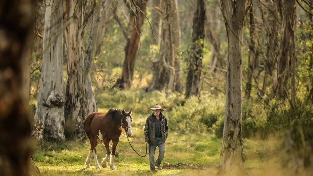 Cattleman Charlie Lovick gets "Clyde" ready for work in Victoria's Alpine National Park.