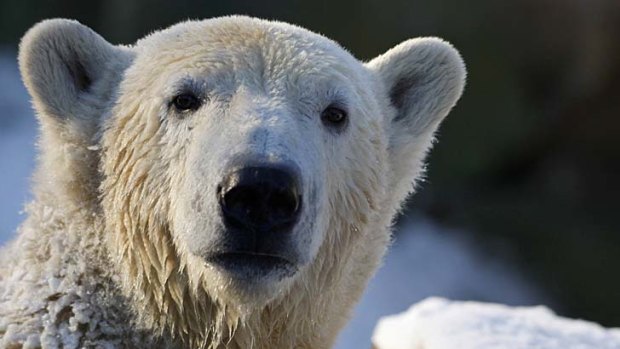 WWF say polar bears, as well as arctic foxes, caribou, narwhals and whales will be put in danger as a result of the planned mine.