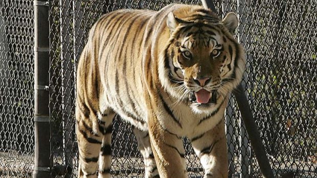 A Bengal tiger ... 18 of them have been killed.