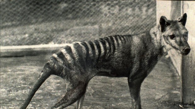The last known Tasmanian tiger, seen in 1936, the year it died in a Hobart zoo. 