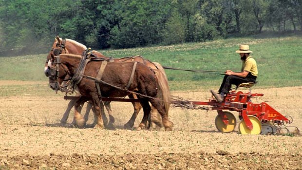 An Amish farmer in a horse-drawn plough.