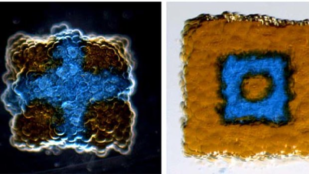 Scientists have used a 3D printer to create networks of droplets separated by lipid bilayers that could act like living tissue.