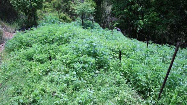 The cannabis crop discovered at a Moogerah property on Tuesday. Photo: Queensland Police Service.
