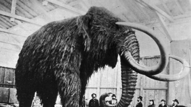 A stuffed woolly mammoth.