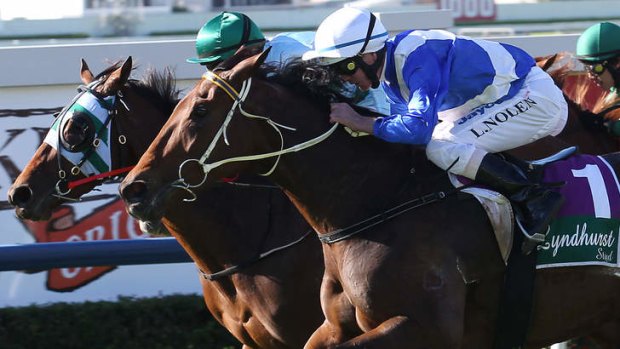 Blooming star: Dear Demi wins the Roses at Doomben.