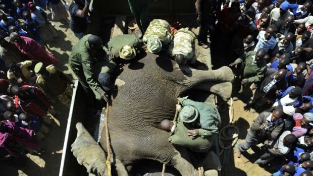 Let sleeping elephants lie ... a sedated elephant is loaded into a crate to be relocated to the Maasai Mara game reserve in an exercise involving 50 elephants.
