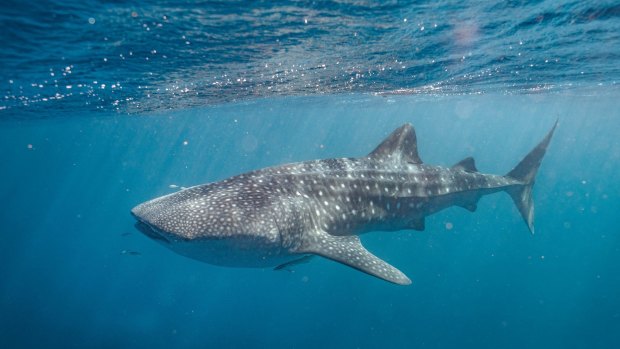 鲸鲨是超过七米长。幸运的是他们没有牙齿。