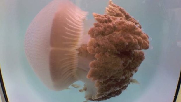 The Crambione Cookii jellyfish found off the coast of Mooloolaba has been dubbed the Cookii Monster.