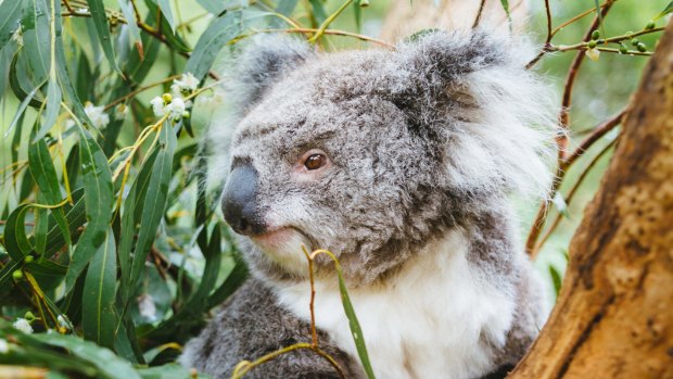 A koala in the Healesville Sanctuary.