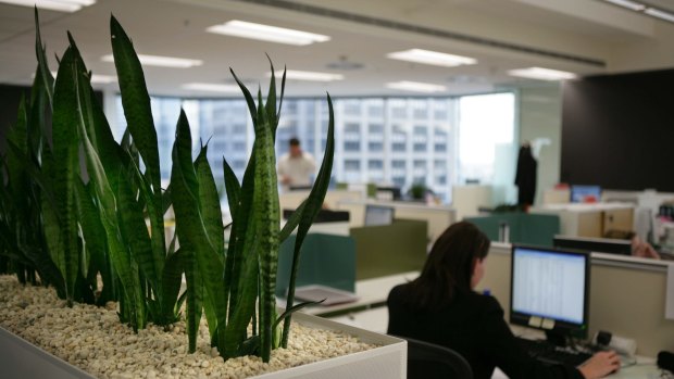 Staff are more productive in green offices, according to University of Queensland research.