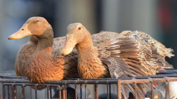 H5N1 confirmed: Culling and strict controls imposed in South Korea after ducks are found to be infected.  