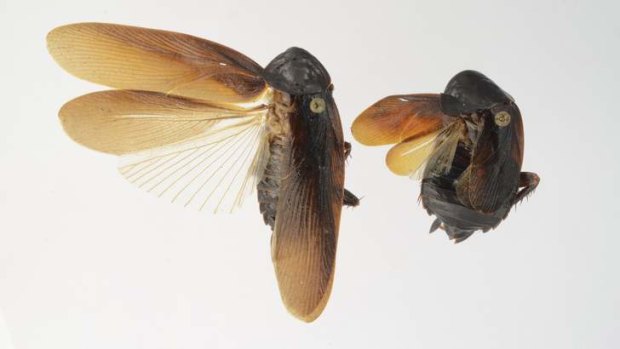 The male (L) and female cockroach of the species Periplaneta japonica that has been found on New York City's High Line.