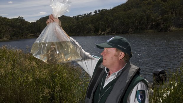Fisheries officer Greg Brodie releases some juvenile Macquarie perch into the Expedition Pass Reservoir at Chewton.