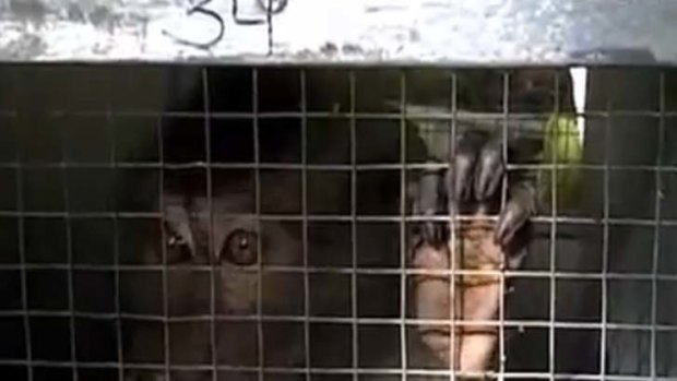 Australia's importation of macaques is under investigation.