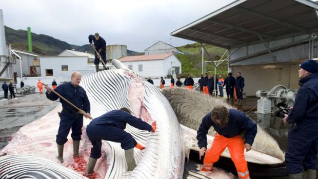 "Iceland's harvest of whales and export of fin whale meat threaten an endangered species" ... Gary Locke.
