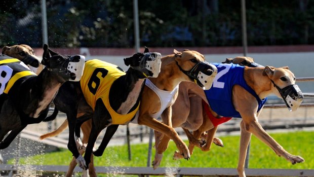Canberra's greyhound racing industry asked if it could instead be regulated by Victoria, after the NSW ban was proposed.