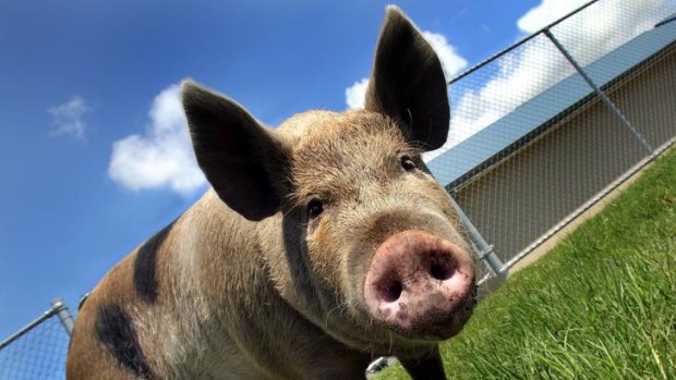 Free-range farmers want the ACCC to investigate the RSPCA's standards for pork products.