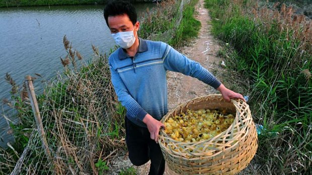 Industry impacted: A man carries a basket of newborn ducklings before he incinerates them in a stove at a duck farm in Zhangzhou.
