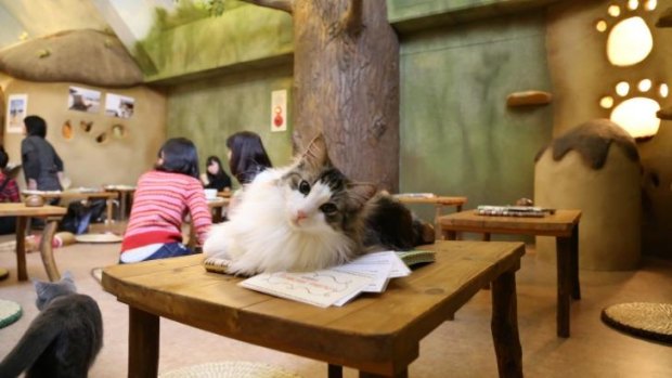 Cat cafes have popped up around the world, including this one in Tokyo.