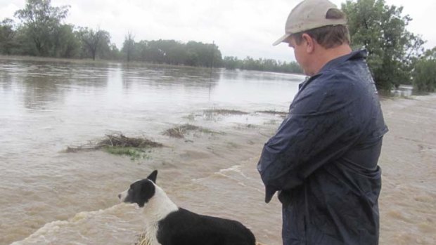 Flooded ... Ian Bailey and dog Scotty inspect the swollen Tycannah Creek, near Moree.