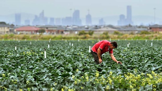 A farmer in Werribee South tends to his broccoli crop. The suburb, south-west of Melbourne, produces up to 70 per cent of south-eastern Australia's leaf and kale crops.