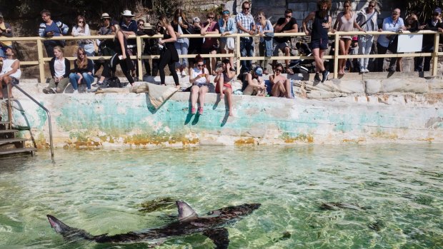 The shark was placed in the pool by staff from Manly Sea Life Sanctuary.
