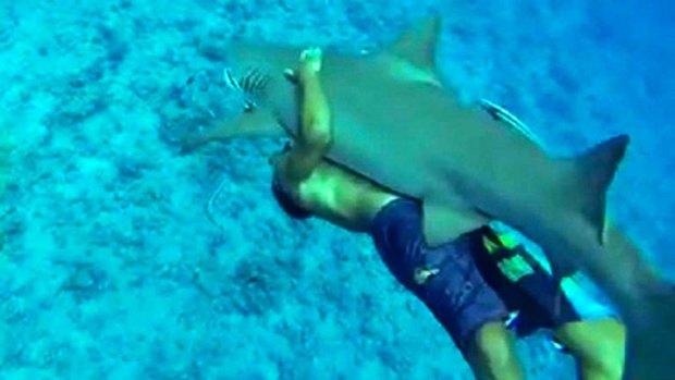 A tourist swims with a lemon shark in this frame grab from a recently posted video.