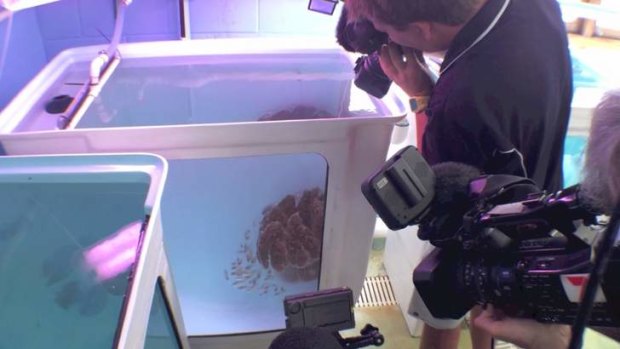 Getting an up-close view of a jellyfish which has not been officially documented since 1910.